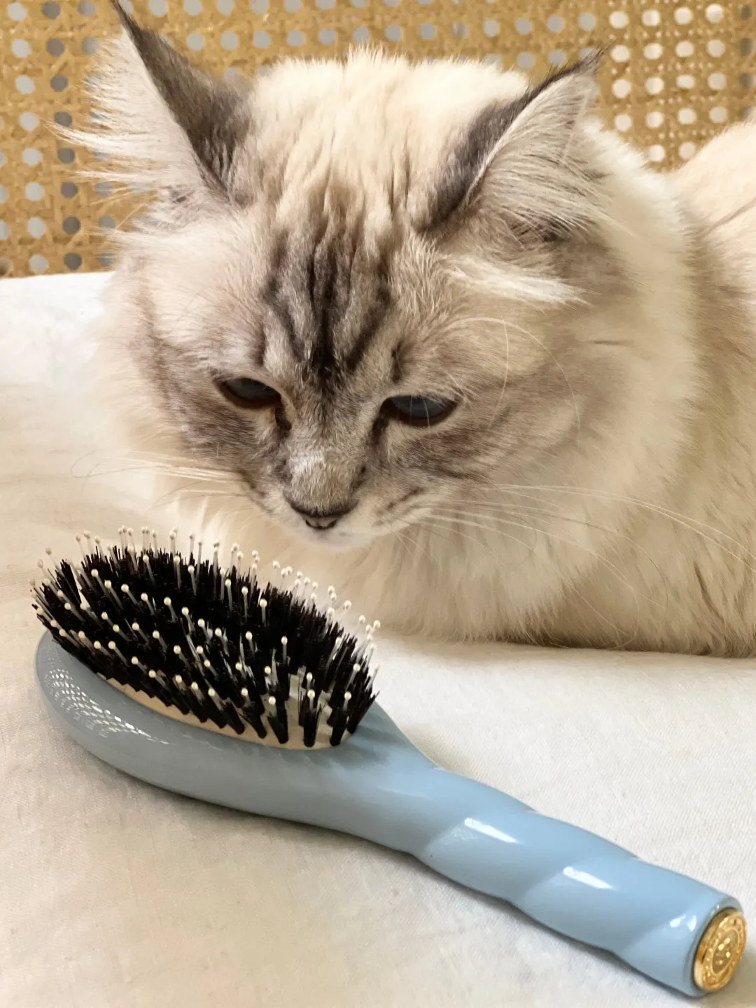 La Bonne Brosse Our Hair Brushes|Our Small Brushes*N.03 The Small Gentle Scalp Care Hair Brush THE ESSENTIAL SOFTNESS Light Blue